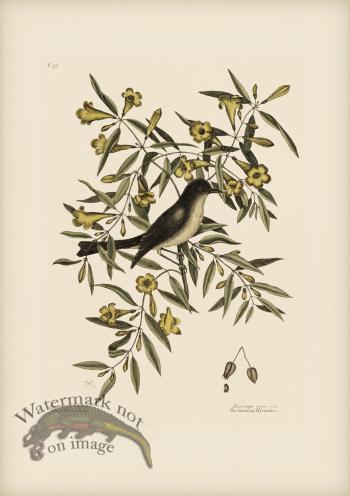 053 Blackcap Flycatcher